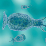 Scoperta l�ameba del fuoco: si riproduce a 63 gradi, record biologico